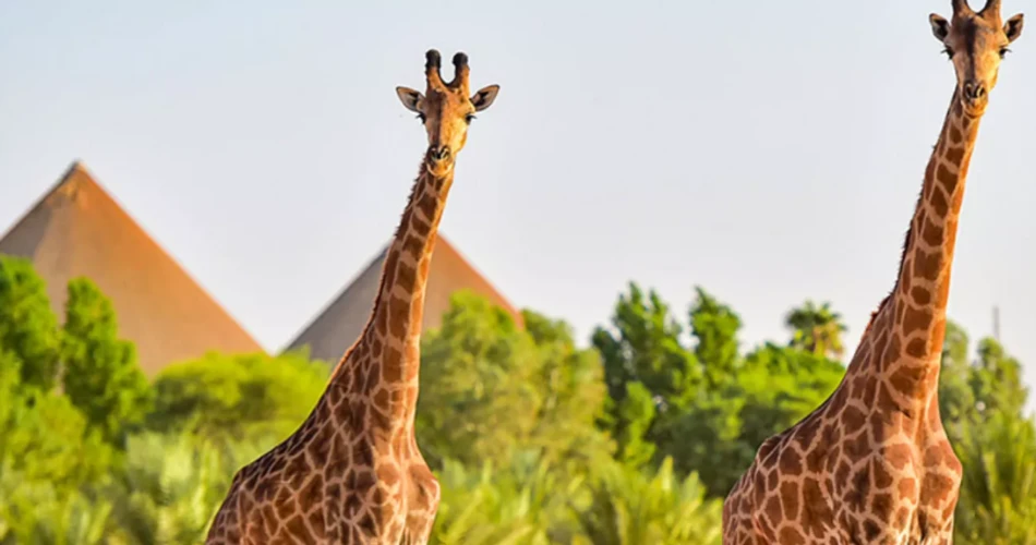 20 Best Things to Do in Riyadh